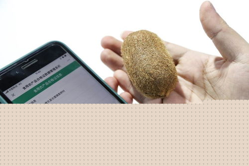 新華全媒 | 創新科技閃耀數博會，信息咨詢服務開啟智慧未來新篇章